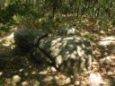 A menhir of the ancient Ligurian