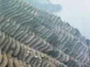 The fascination of terraced landscape (photo by Sergio Fregoso)