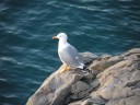 Prima del volo