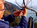 La potatura della vite (foto Terra di Bargón)